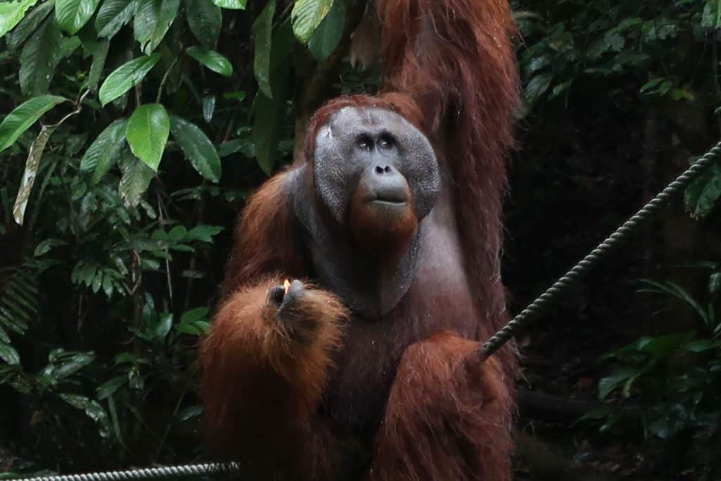 Orangutan 1